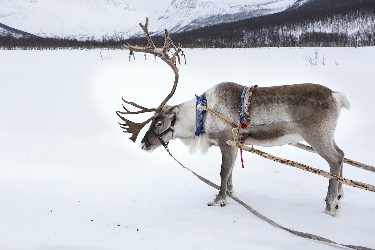 Rentiere im Schnee, die einen Schlitten ziehen, Lappland, Finnland