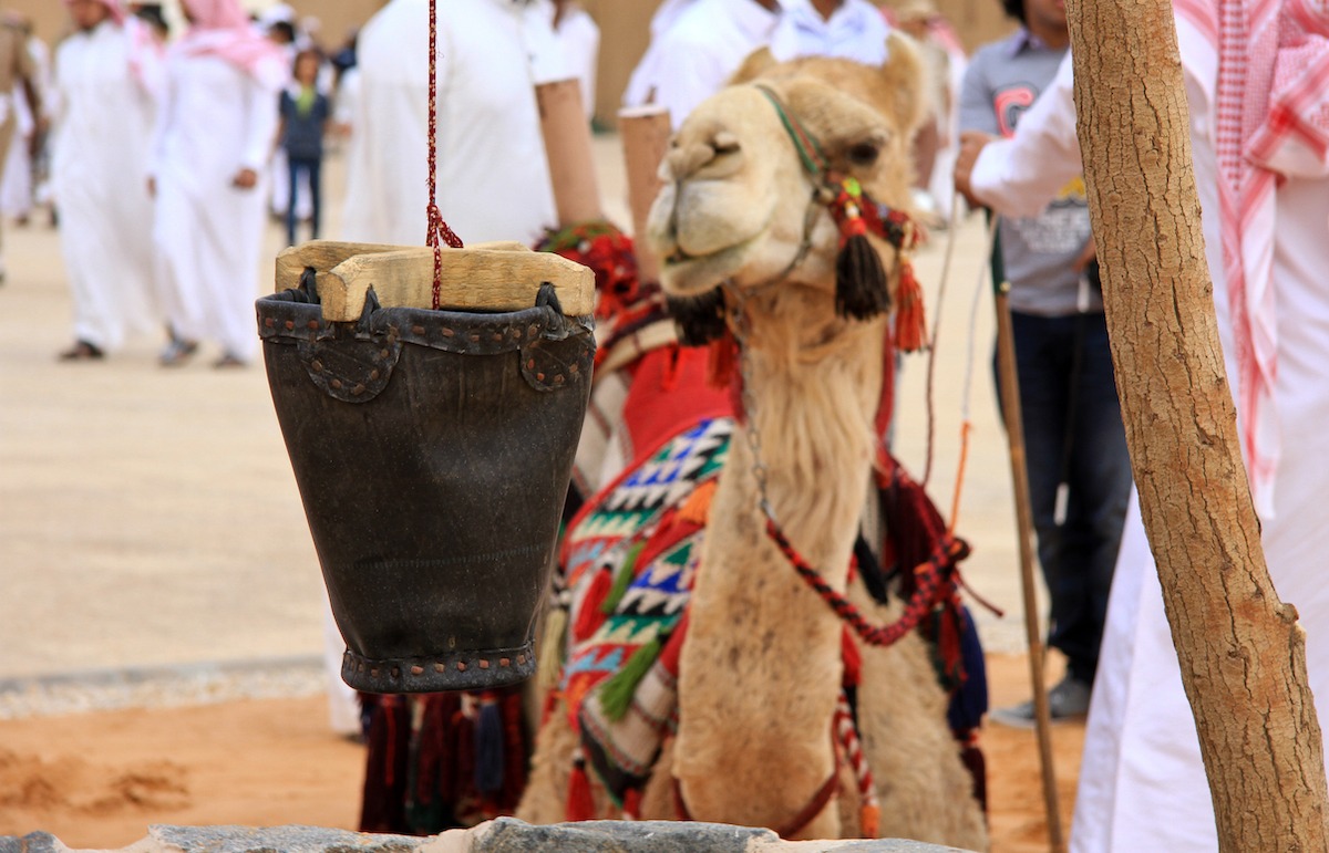 Ein Kamel sitzt auf einem Kulturerbe-Festival