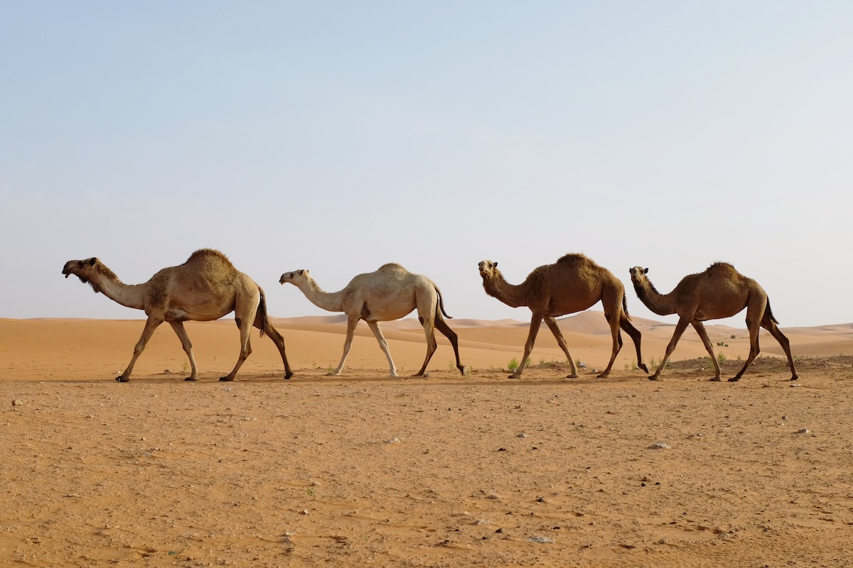 리야드에서 아라비아 사막을 가로지르는 낙타