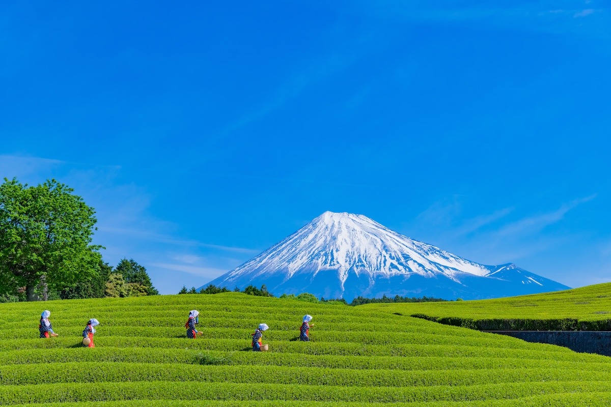 Tea plantation in Oobuchi, Fuji, Shizuoka