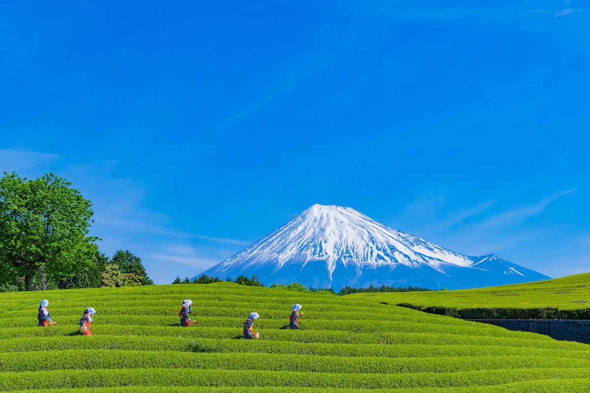 Ladang teh di Oobuchi, Fuji, Shizuoka Ladang teh di Oobuchi, Fuji, Shizuoka