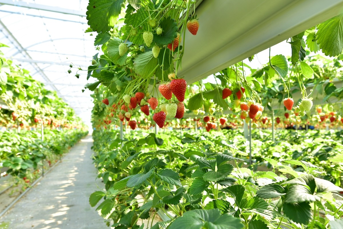 在日本靜岡縣伊豆果園採摘草莓