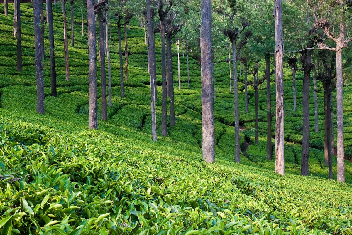 印度泰米尔纳德邦库努尔的茶田