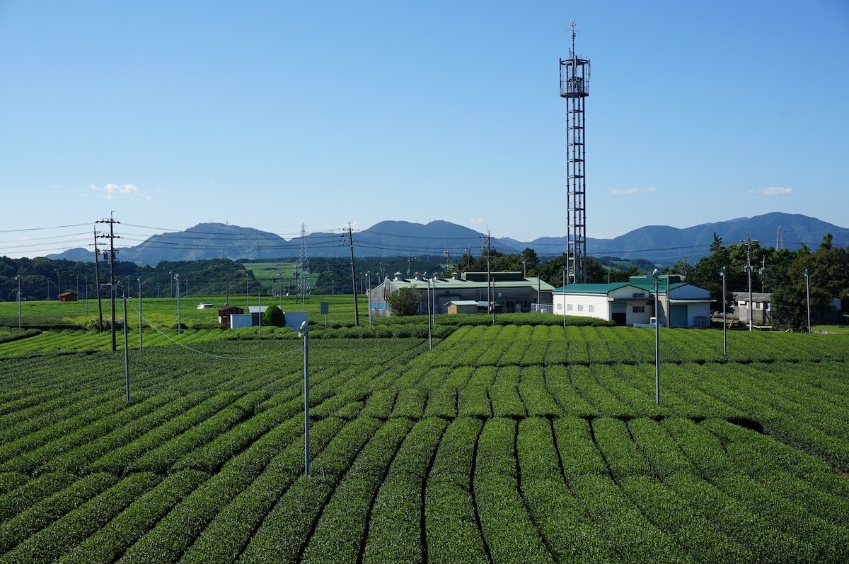 Ladang teh di Makinohara, Shizuoka, Jepun