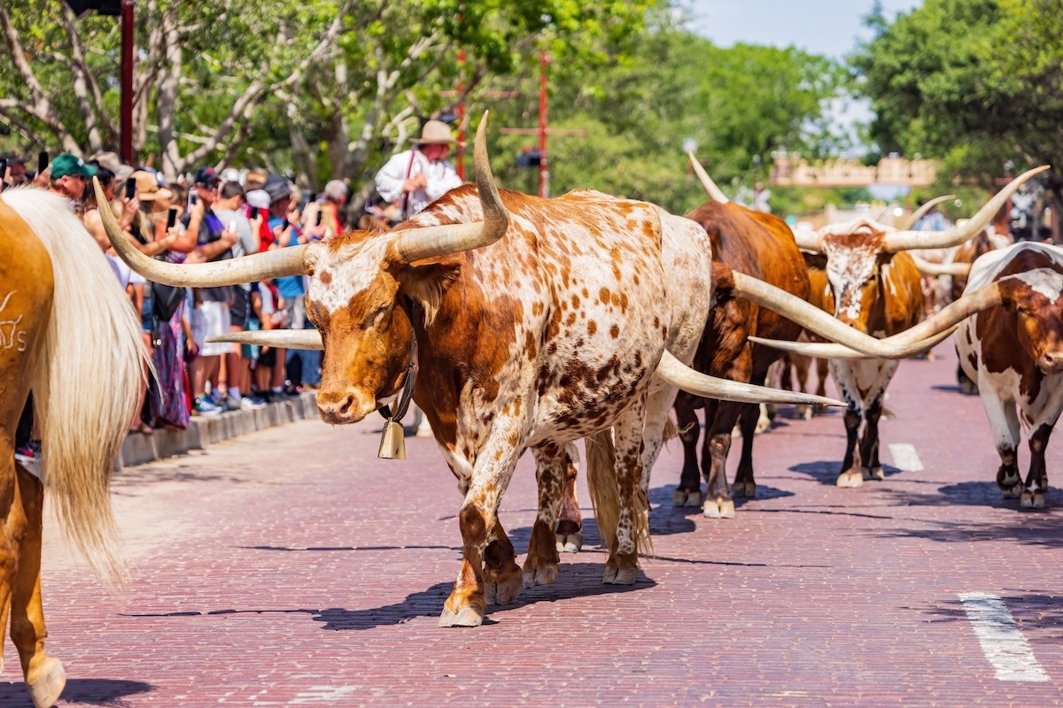 Die Viehtriebausstellung in Fort Worth, Texas