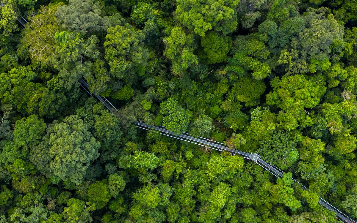 Tree Top Walk Sungai Sedim, Kedah, Malaysia Tree Top Walk Sungai Sedim, Kedah, Malaysia