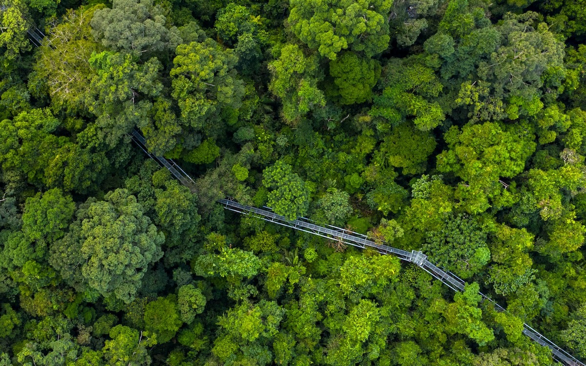 การเดินบนยอดไม้ Sungai Sedim, Kedah, มาเลเซีย