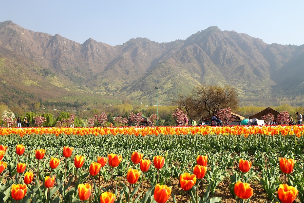 Tulip festival at Srinagar, India Tulip festival at Srinagar, India