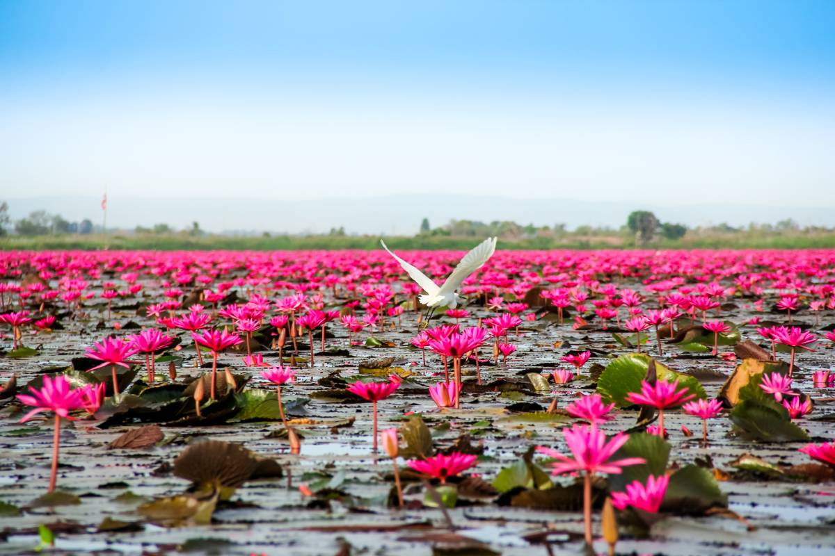 Lac du Lotus Rouge, Udon Thani, Thaïlande