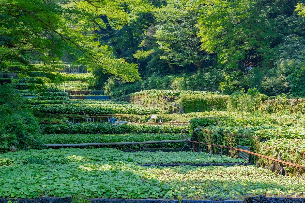 일본 시즈오카현 이즈시 이카다바의 와사비 밭