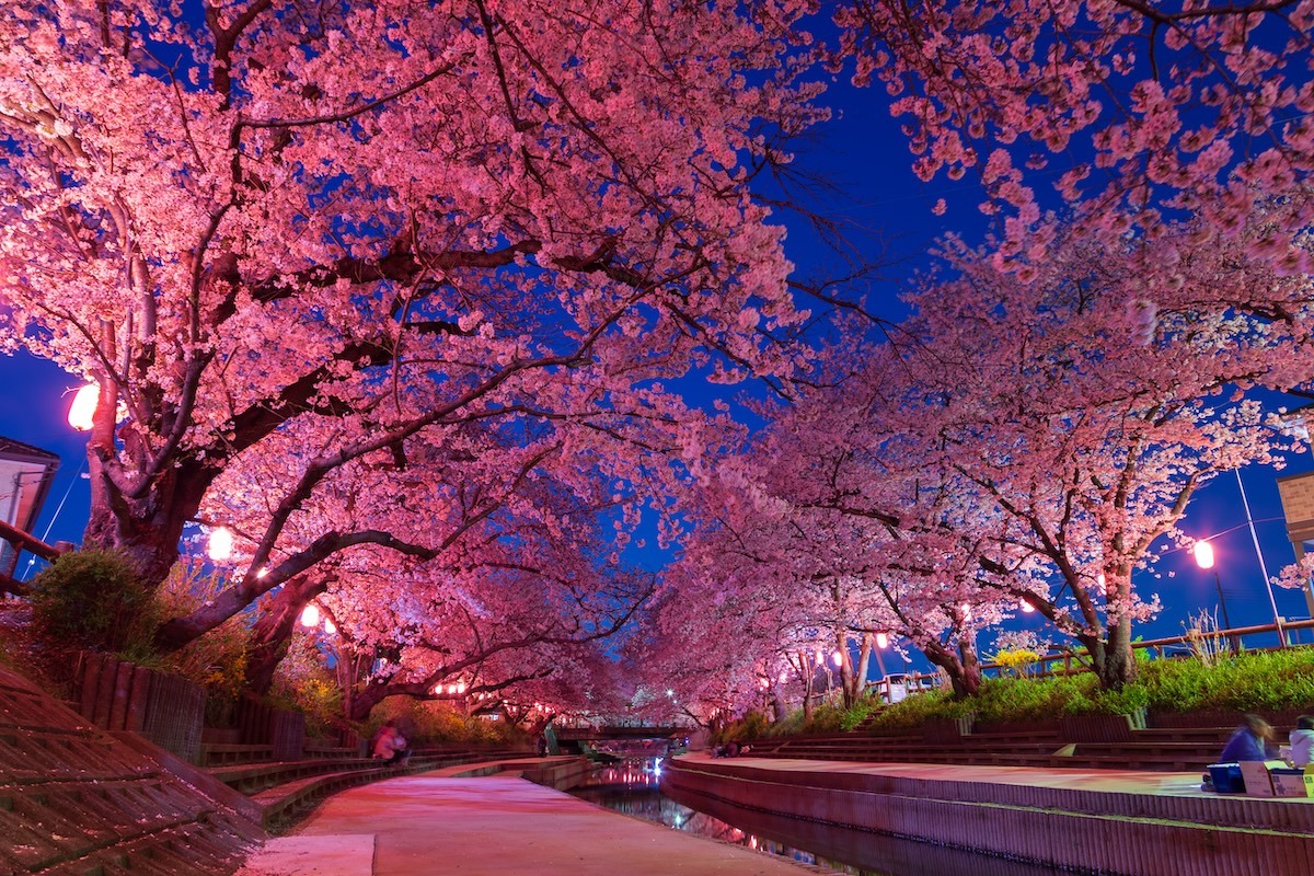 日本的櫻花夜觀