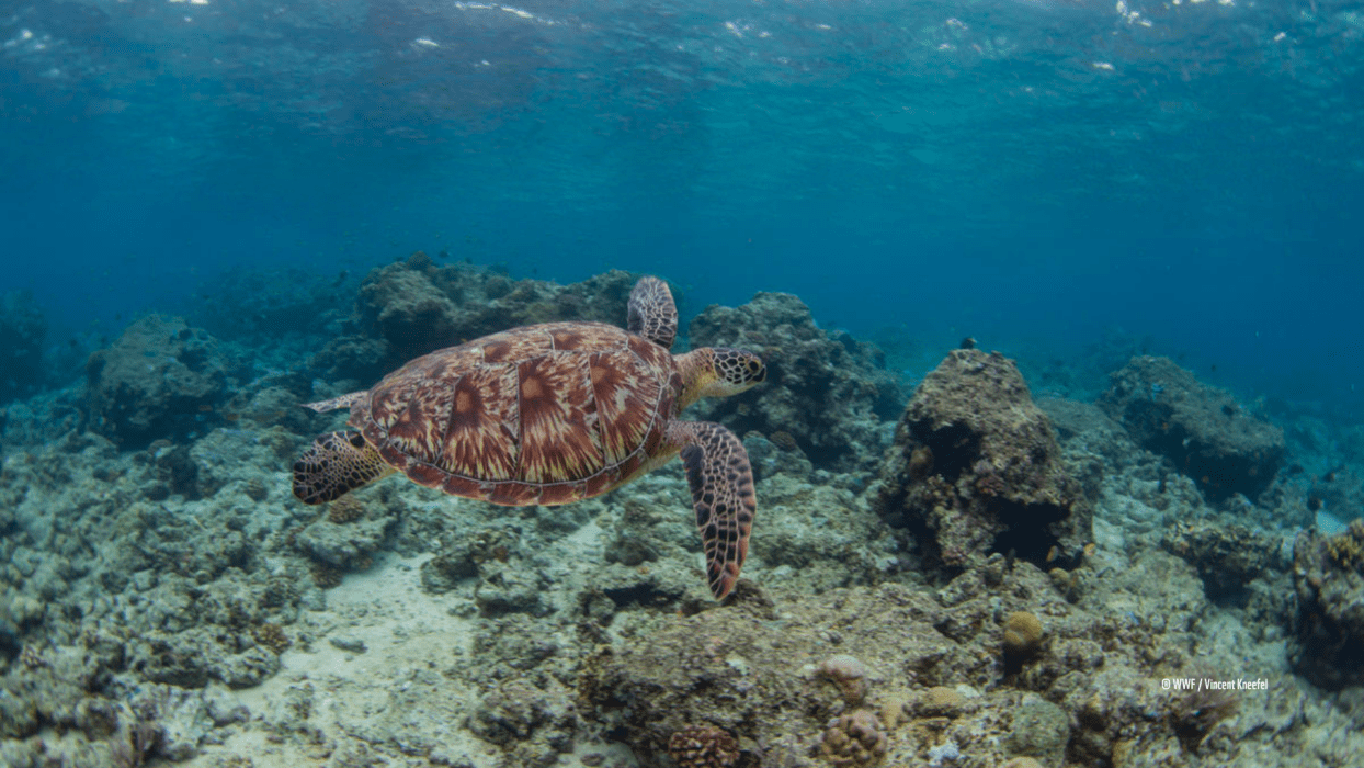 3 Steps Forward in Saving Our Oceans background image