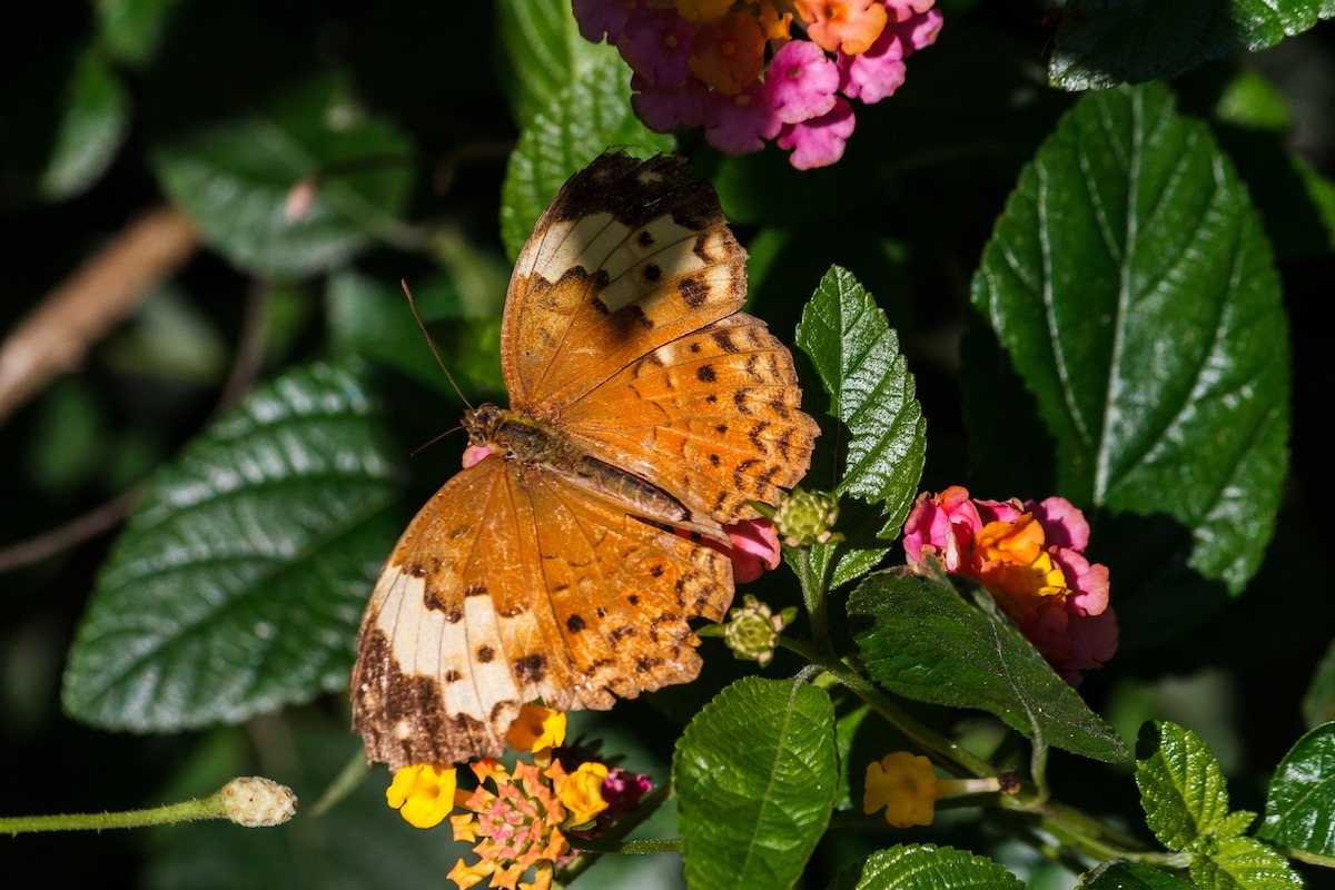 Brown Moth at Kuang Si Butterfly Park, Luang Prabang, Laos