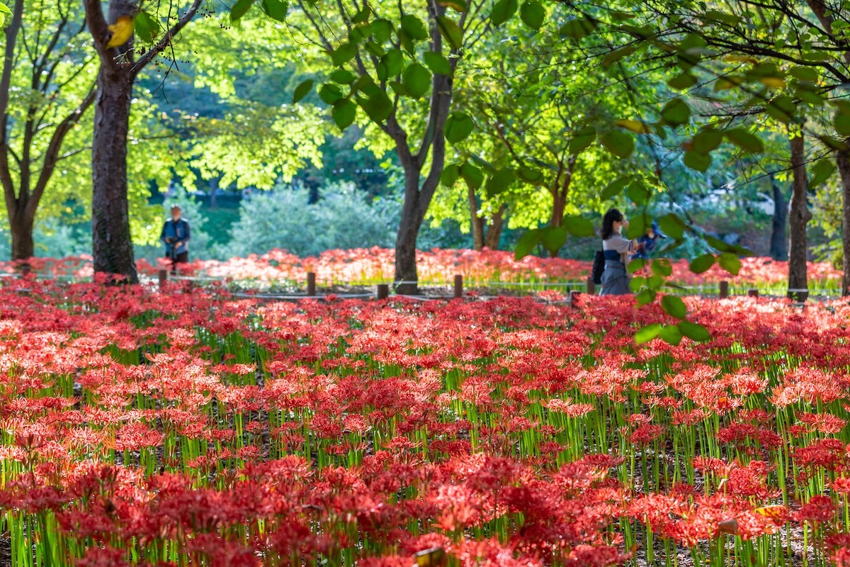 Bundang Central Park, Seongnamsi, South Korea