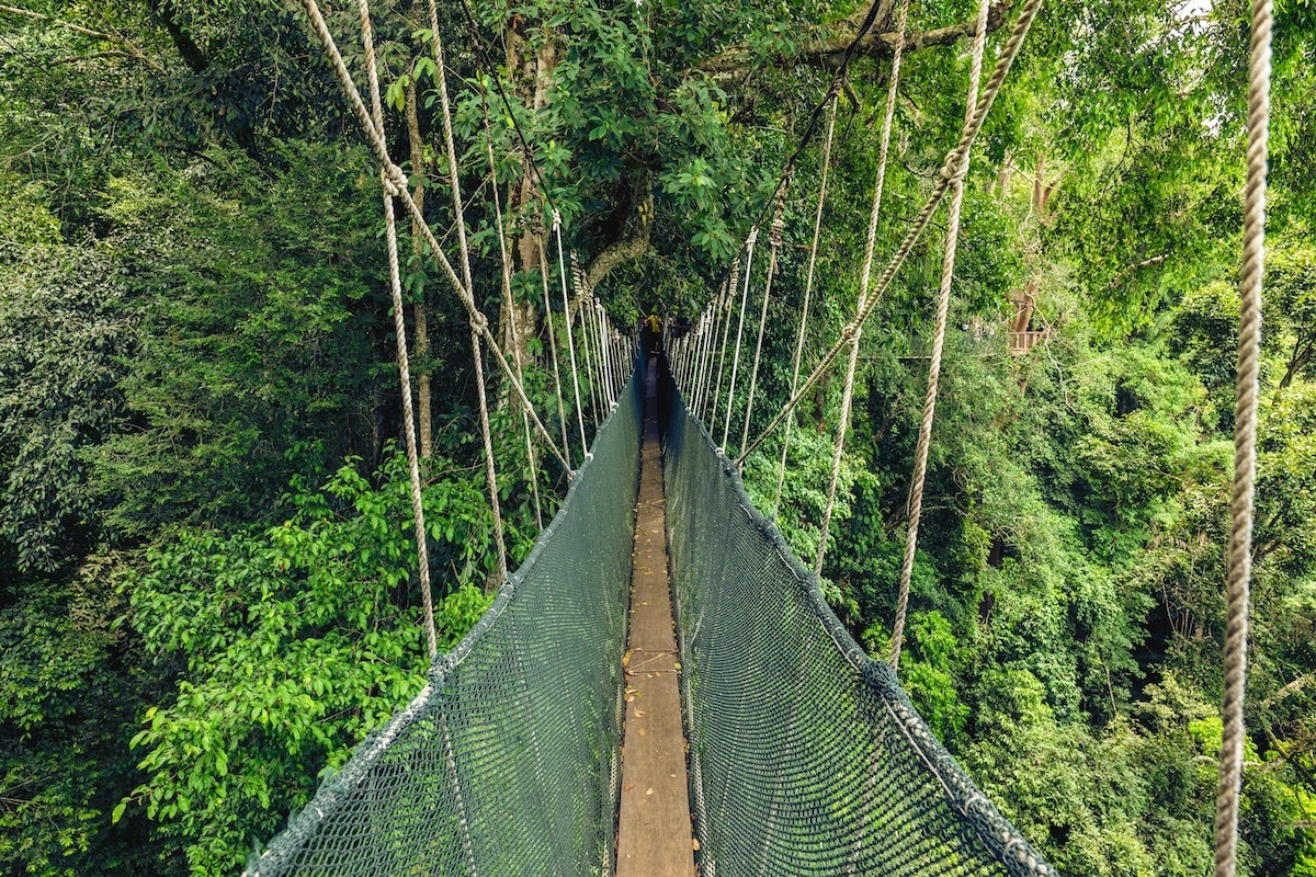 Jalan setapak kanopi di Taman Nasional Kinabalu, Sabah, Malaysia