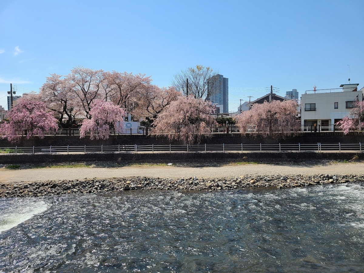 Bunga sakura di tepi sungai di Utsunomiya, Jepang