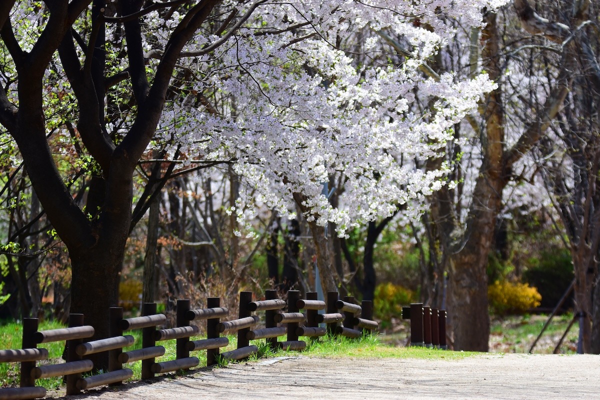Kirschblüten in Gwangju, Südkorea