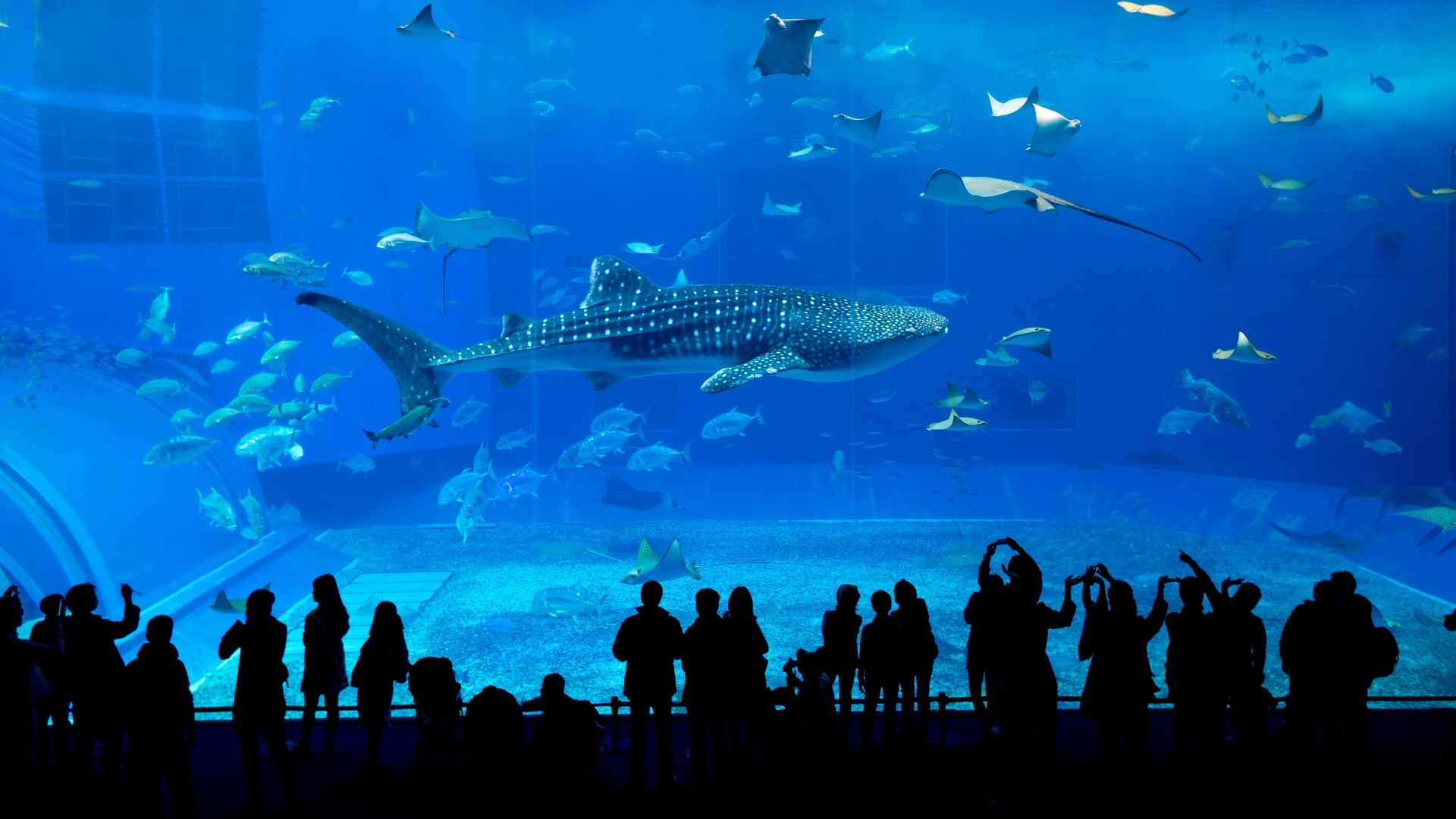Okinawa-Churaumi-Aquarium Okinawa-Churaumi-Aquarium