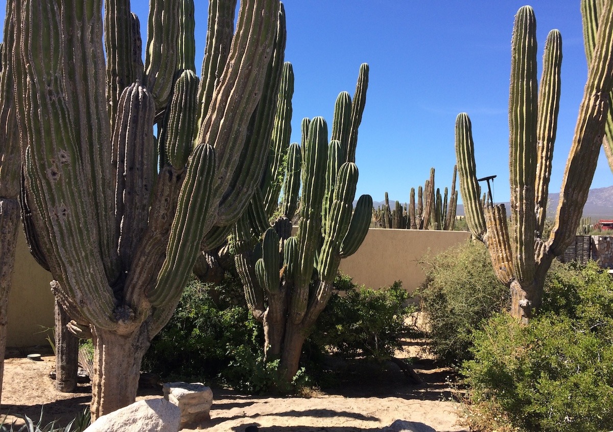 cactus in Desert Botanical Garden, Phoenix 