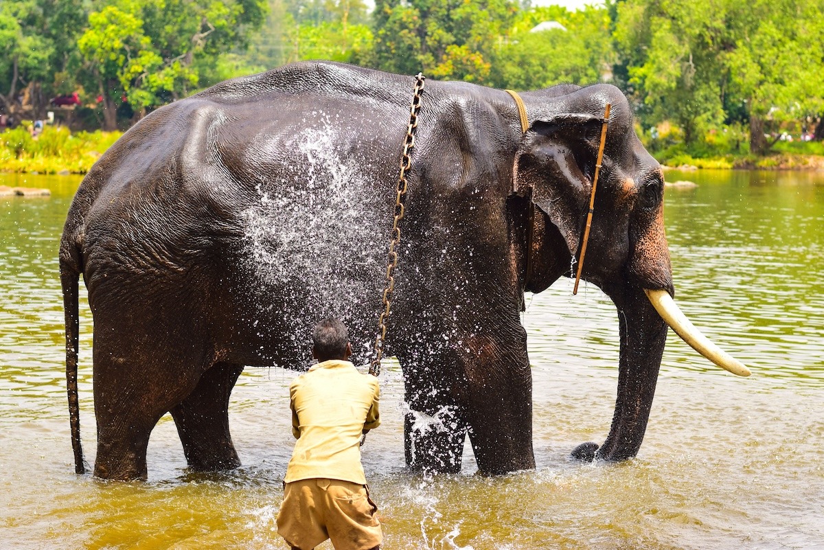 مخيم دوباري للأفيال، كورج، كارناتاكا، الهند