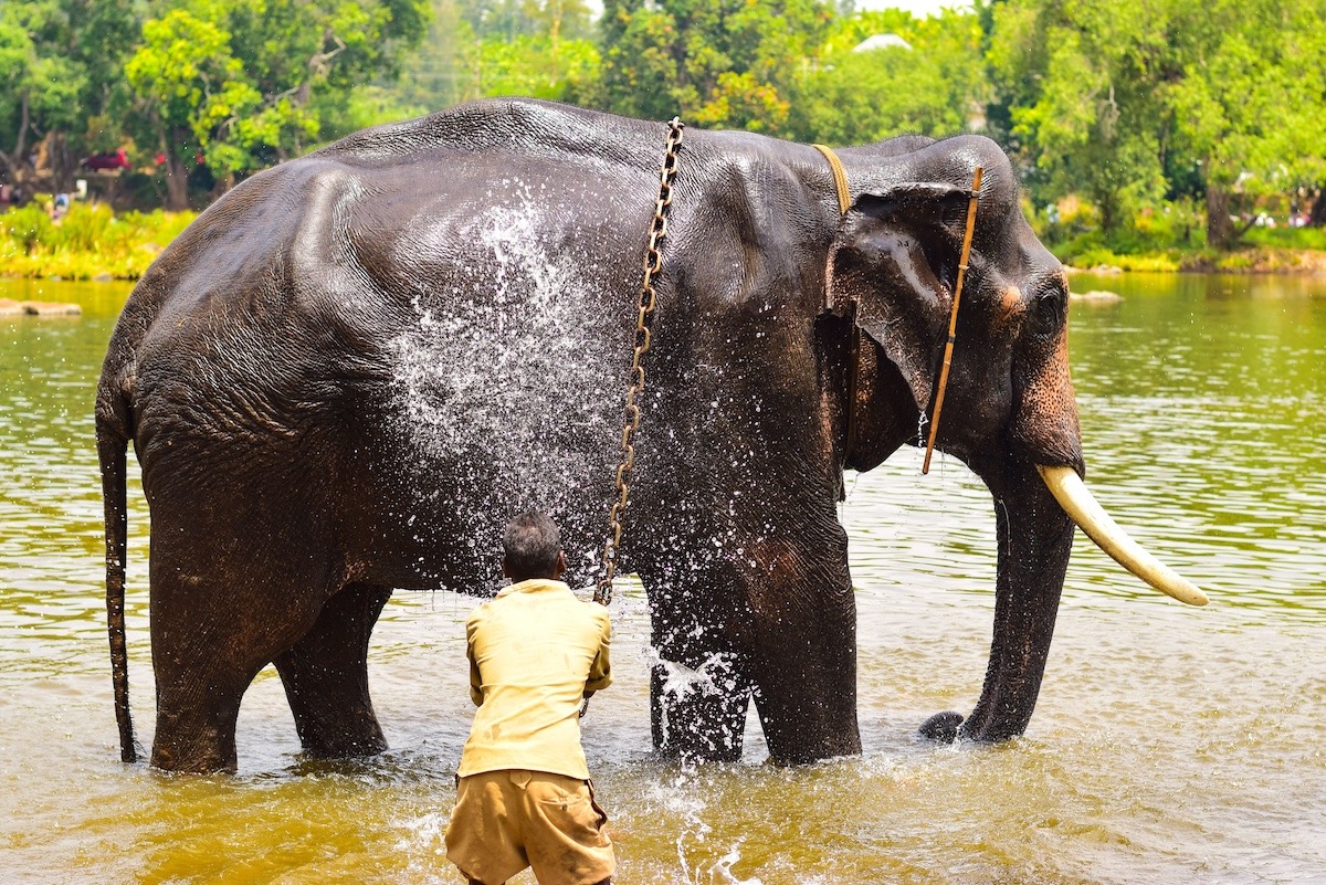 Kem Gajah Dubare, Coorg, Karnataka, India