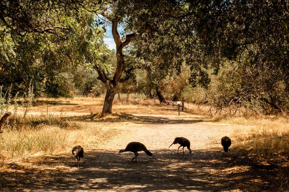 Effie Yeaw 自然公園，薩克拉門托，加利福尼亞州，美國