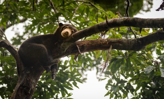 Entdecken Sie den üppigen Ökotourismus in Balikpapan: Das unberührte Paradies der Natur