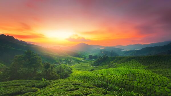 3-Day Cameron Highlands Itinerary: A Refreshing Escape into Nature
