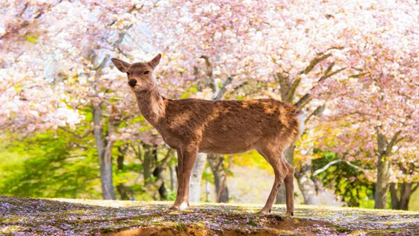 奈良的樱花难忘的春日之旅