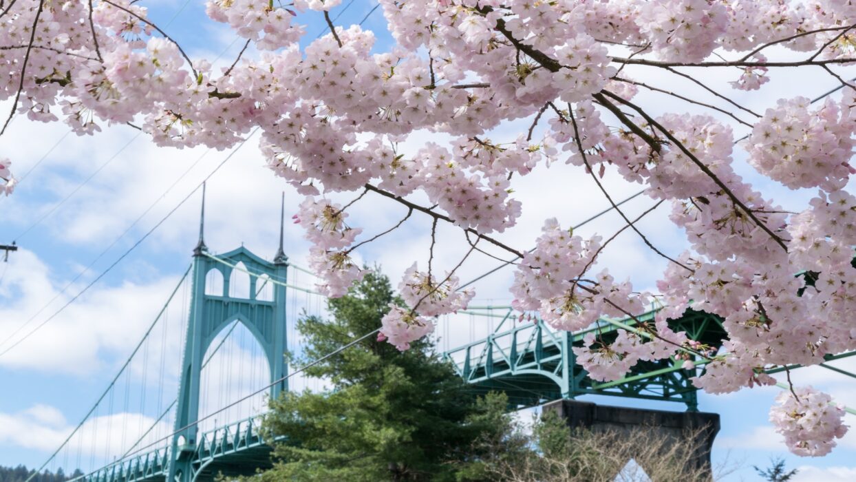 포틀랜드에서 꽃을 피우다: 최고의 봄 관광 명소 가이드 background image