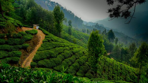 Discovering Munnar: A Guide to the Mesmerizing Attractions of Kerala