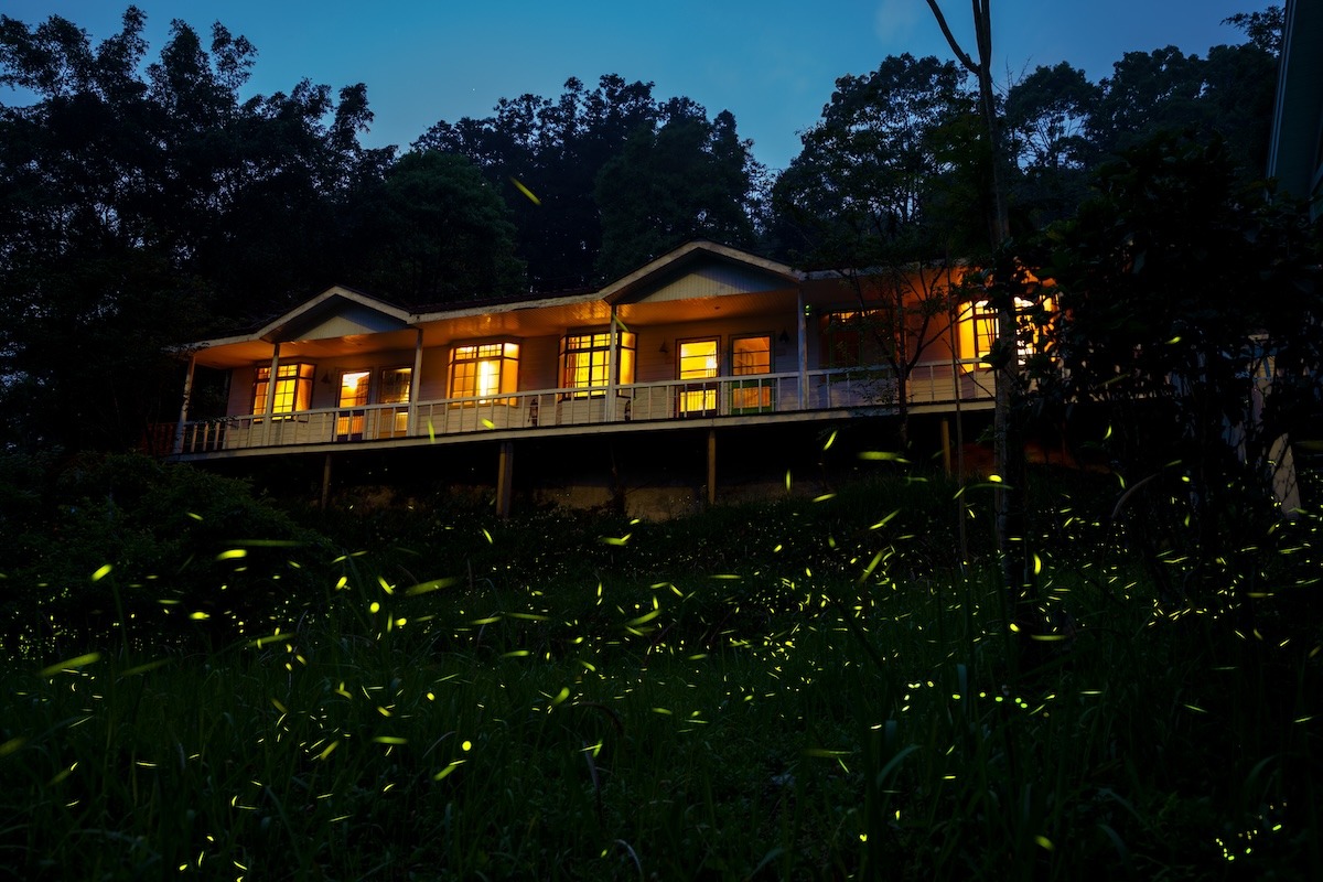 Fireflies in the country side of Chiayi, Taiwan