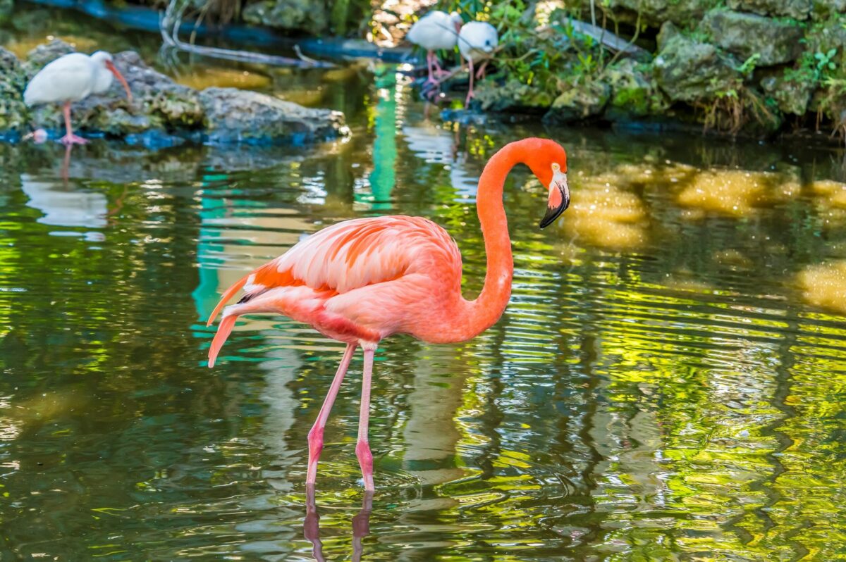 Flamingo-Gärten