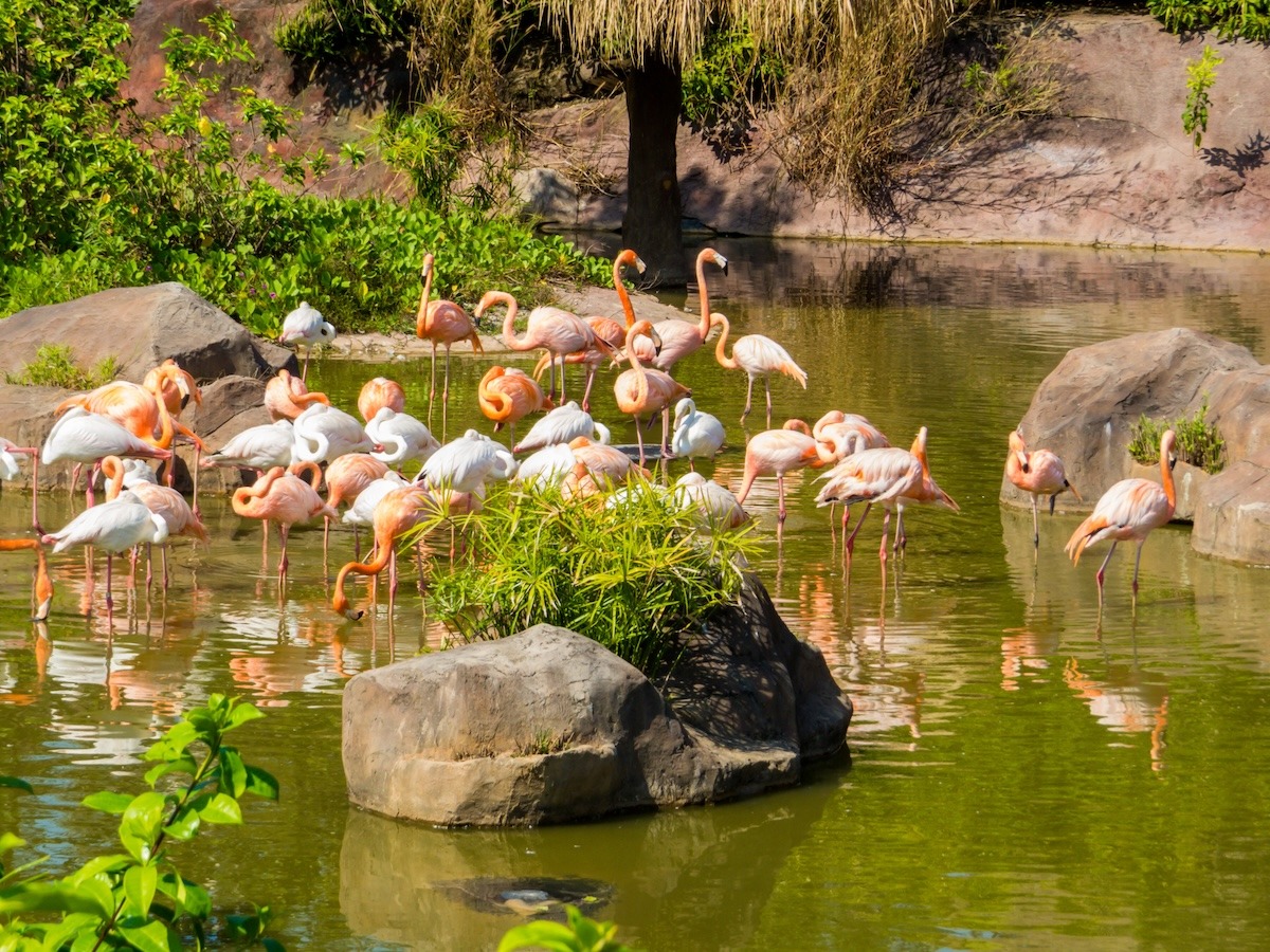 طيور النحام في حديقة حيوان فينبيرل سفاري، فو كوك، فيتنام