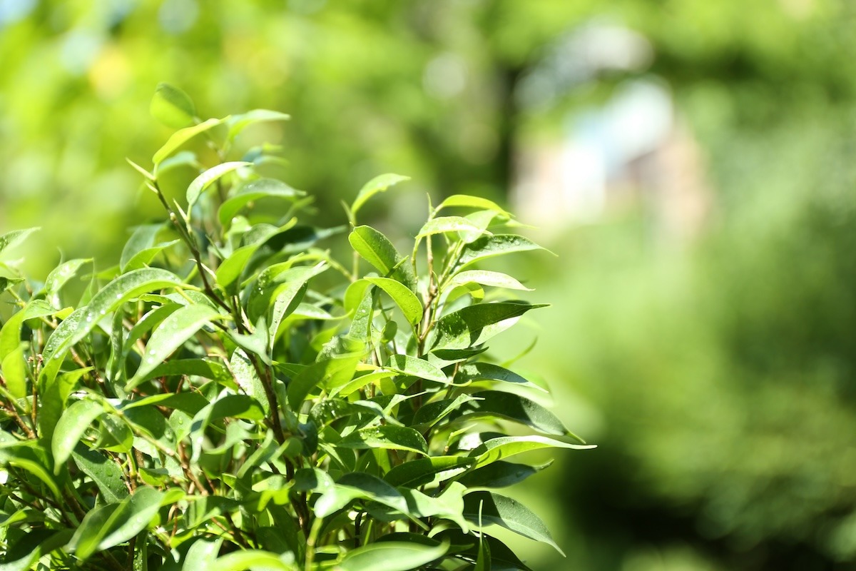 Green tea bush with fresh leaves
