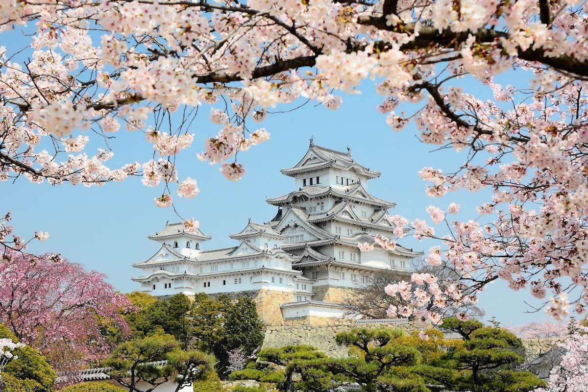 日本的姬路城，櫻花盛開的季節