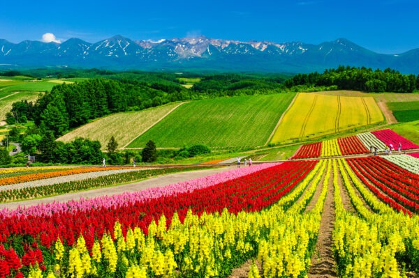 Discover the Charm of Hokkaido with Day Trips from Otaru