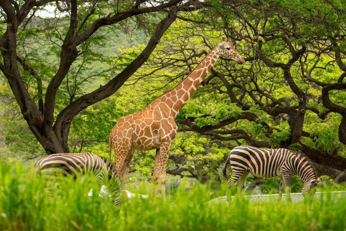 夏威夷檀香山動物園