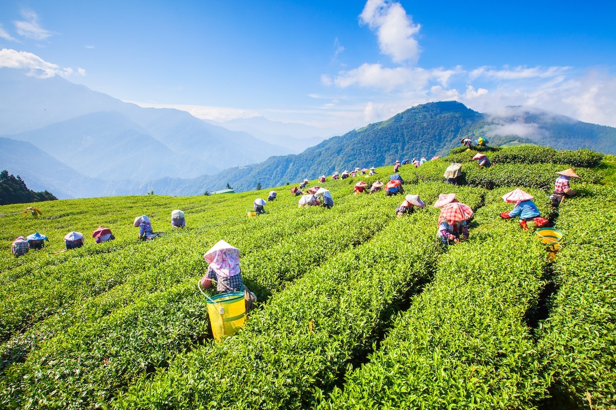 مزارع الشاي في نانتو، تايوان
