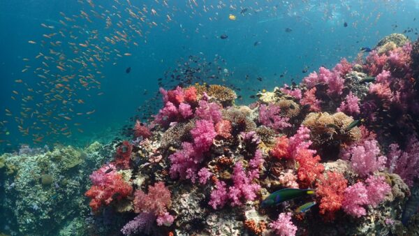 Hướng dẫn cơ bản về lặn biển ở Koh Lipe: Khám phá thiên đường dưới nước