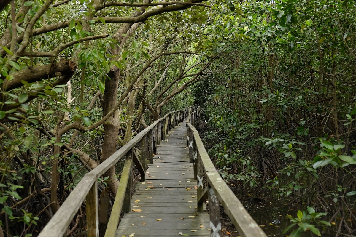 印度尼西亞巴釐巴盤的紅樹林瑪格穆里約公園