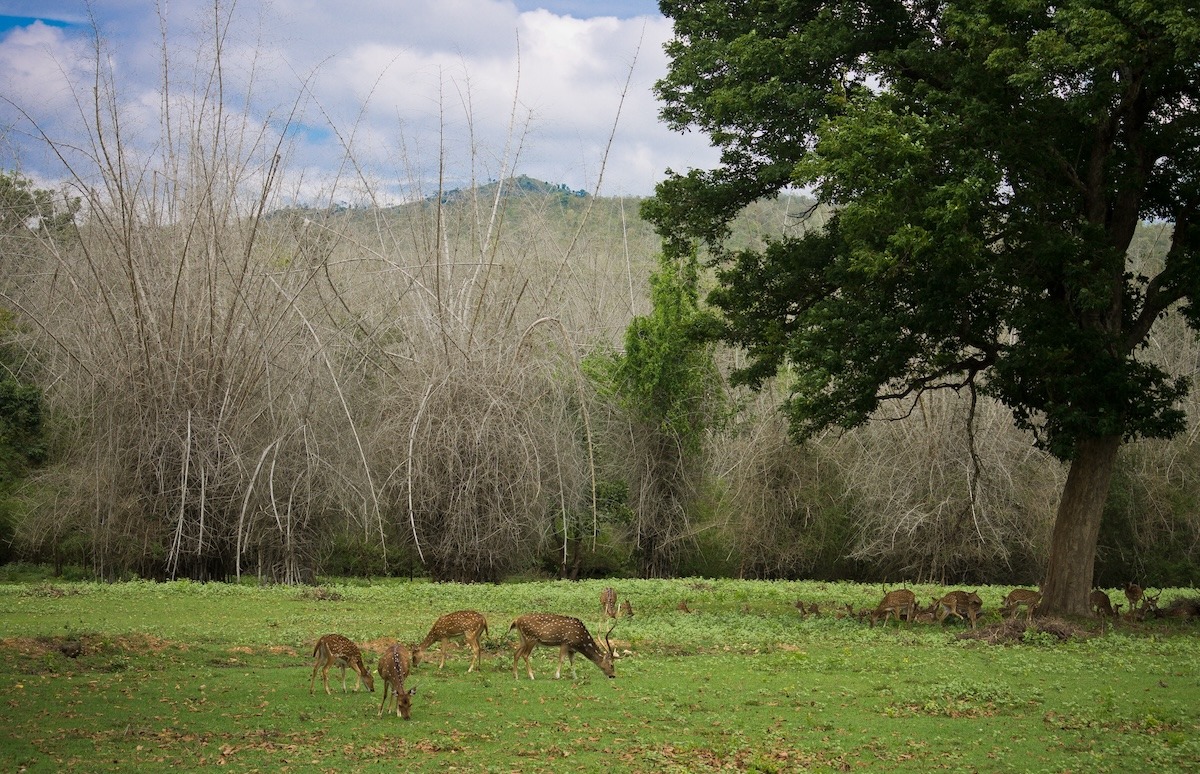 อุทยานแห่งชาติ Nagarhole, กรณาฏกะ, อินเดีย อุทยานแห่งชาติ Nagarhole, กรณาฏกะ, อินเดีย