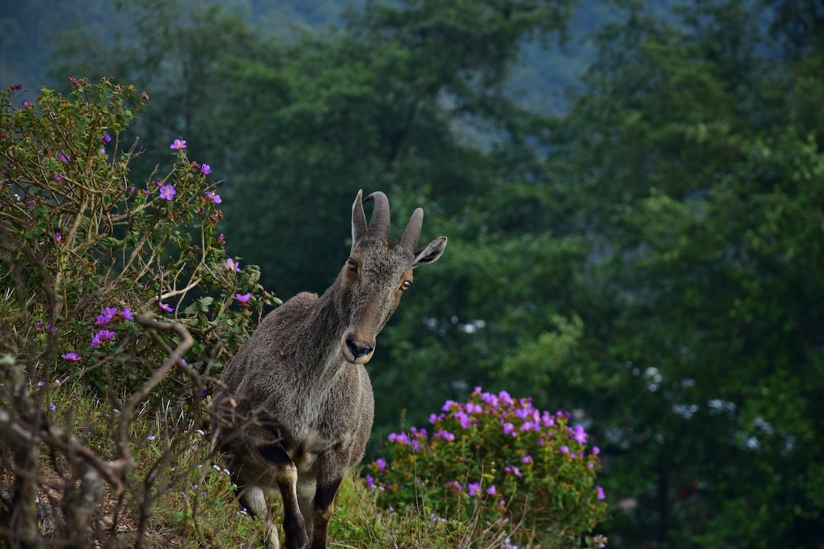 Tahr de Nilgiri du parc national d'Eravikulam, Munnar, Kerala, Inde du Sud