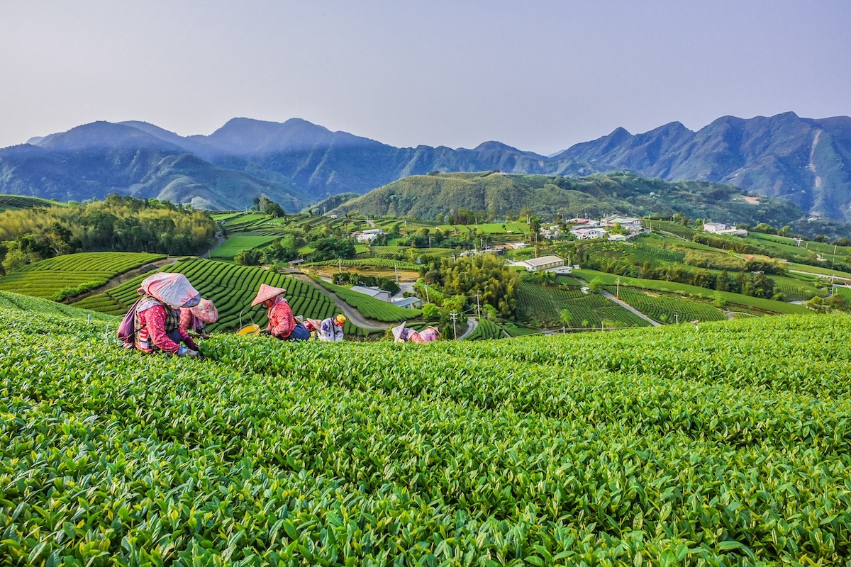 Landschaftsansicht des Oolong-Teegartens, Alishan, Taiwan