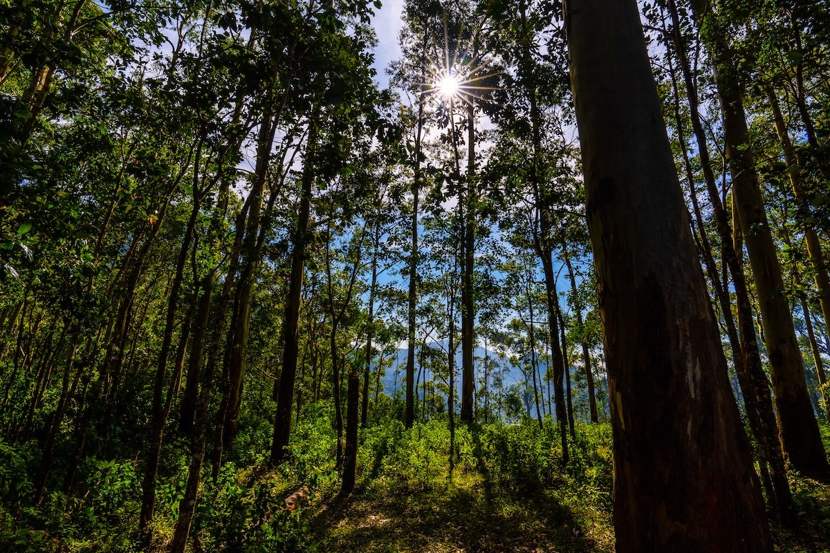 印度泰米尔纳德邦奥蒂松树林
