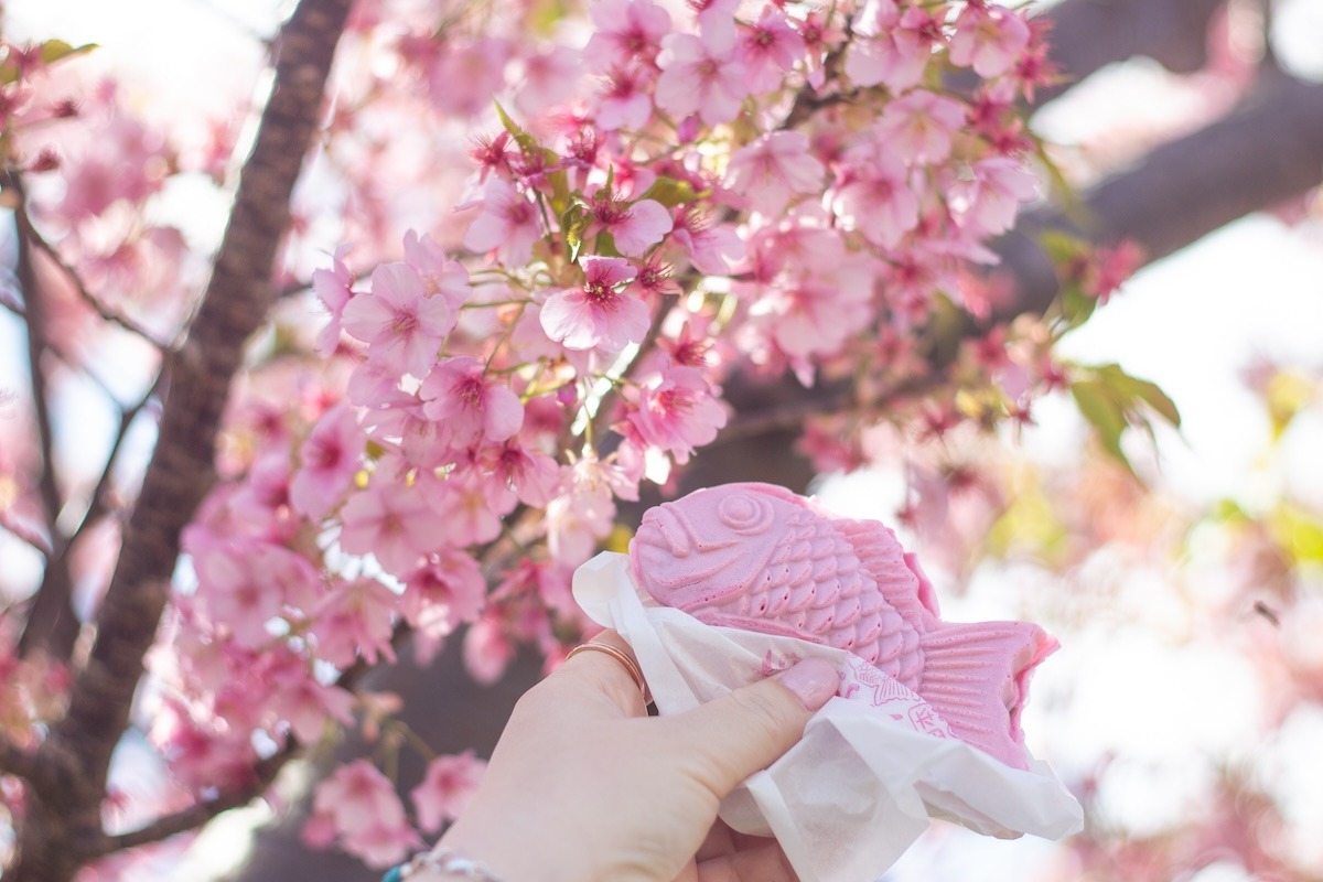 Taiyaki rose (gâteau japonais en forme de poisson) pendant le festival des cerisiers en fleurs