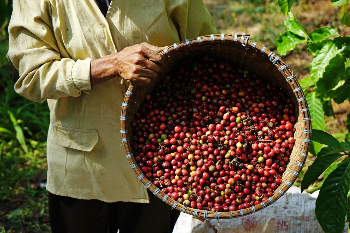 Kaffeeplantage in Indonesien