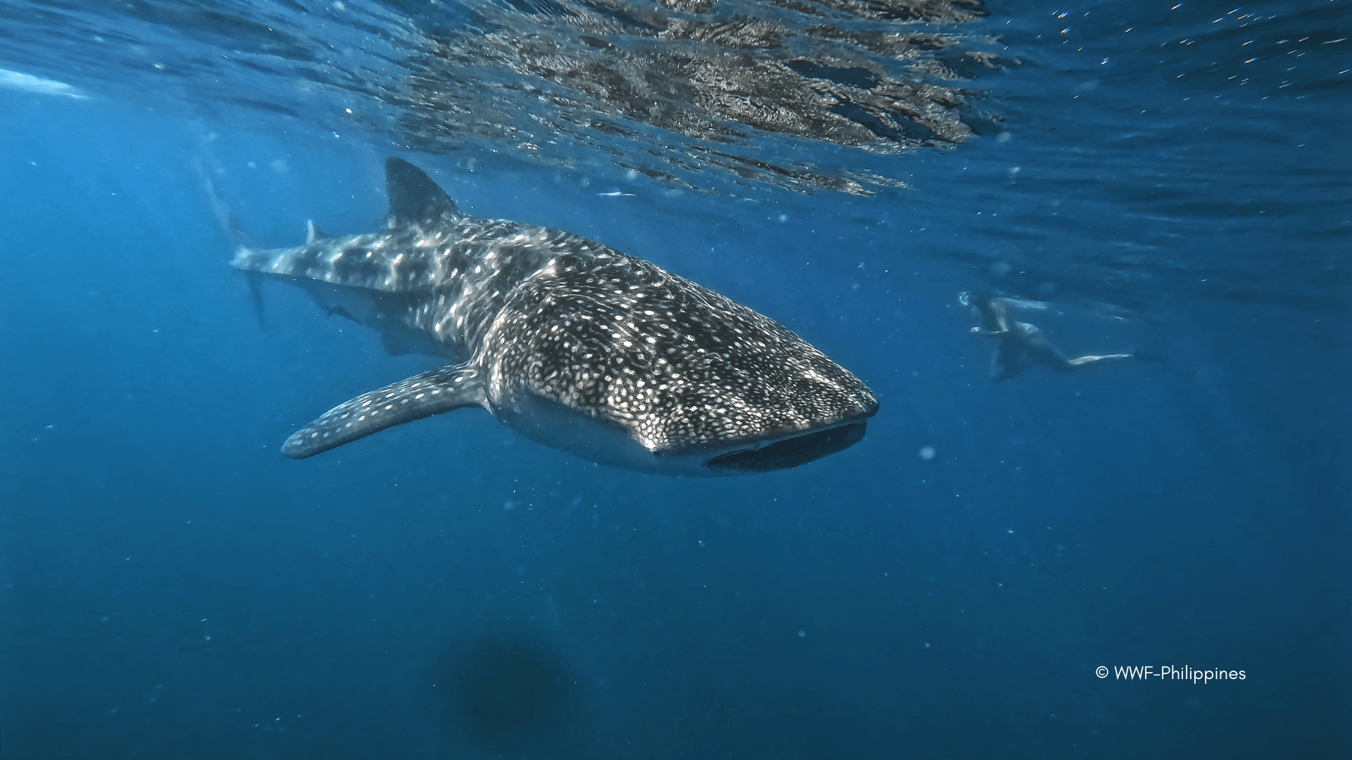 Whale shark Whale shark