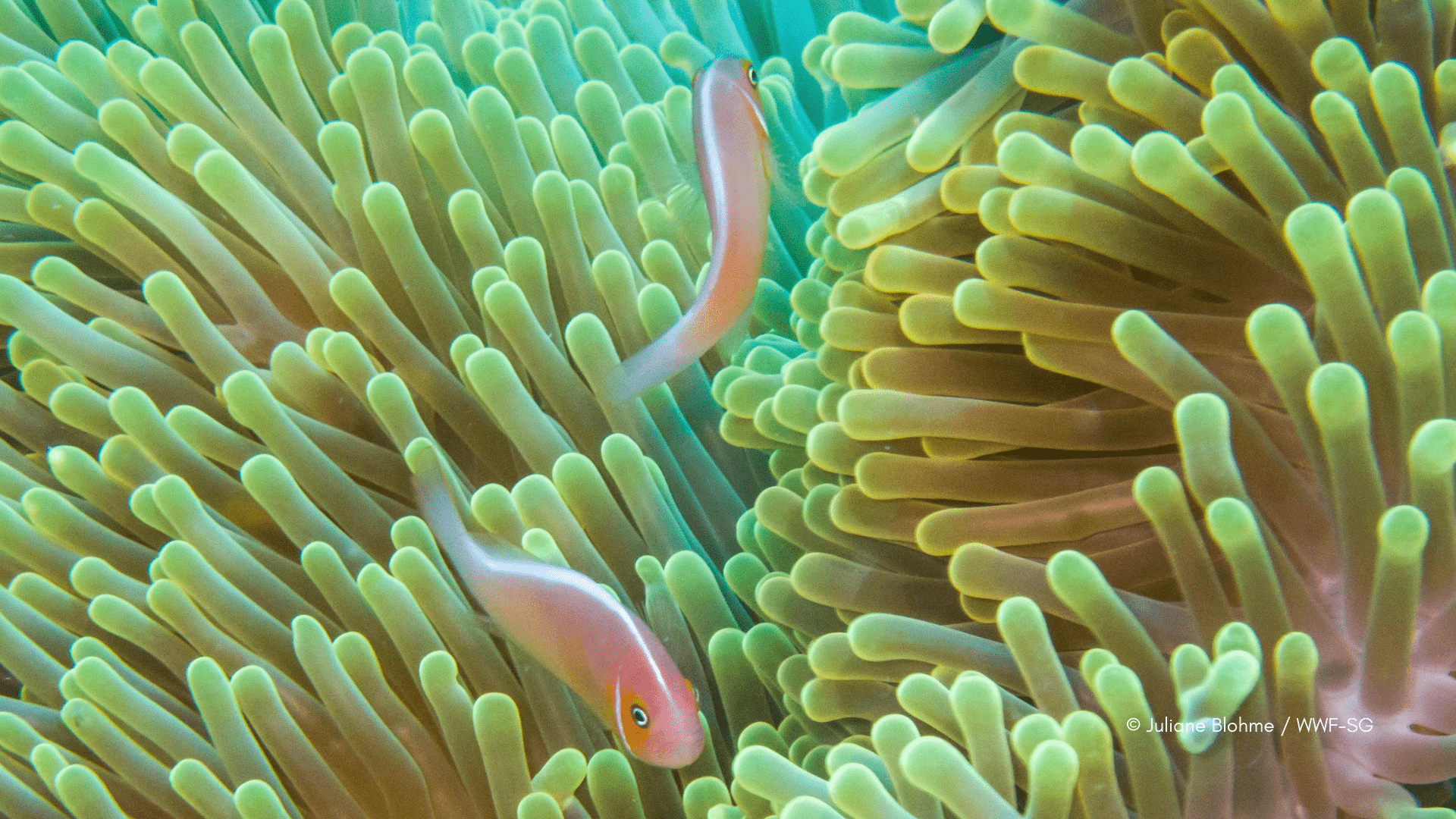 Underwater world Underwater world