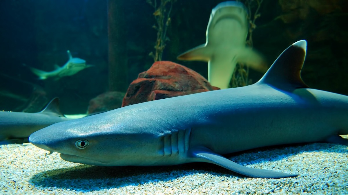 Sharks at Underwater World Langkawi, Malaysia